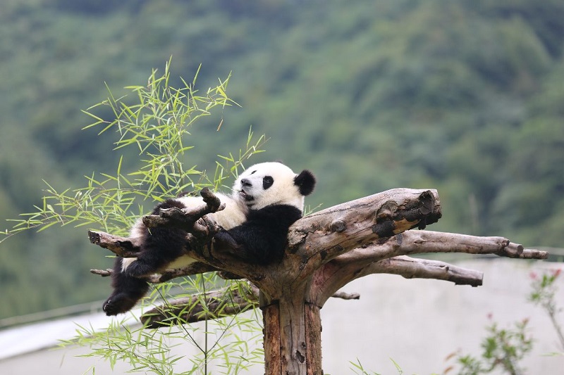 中秋厦门租车自驾旅游去卧龙熊猫坪